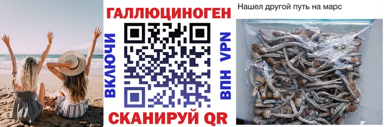 Галлюциногенные грибы Psilocybe  Купить  Клинцы 